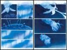 Gaetan Nocq - Octopolis, Planches originales n&deg;100 et n&deg;101